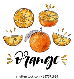 Vector oranges hand drawn sketch. Sketch vector food illustration.