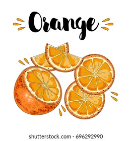Vector oranges hand drawn sketch. Sketch vector food illustration.