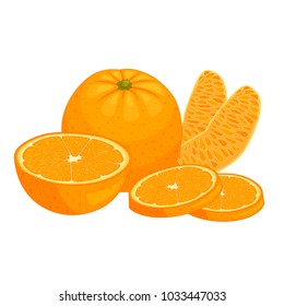 Vector oranges isolated on white background. Composition from citrus. Whole, half, uncut and orange slices.