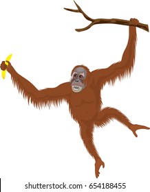 Vector Orangutan