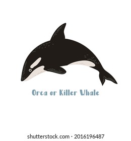 Vector Orca or Killer whale. Cartoon illustration on white background for sticker, design