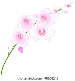 Vector orchid.