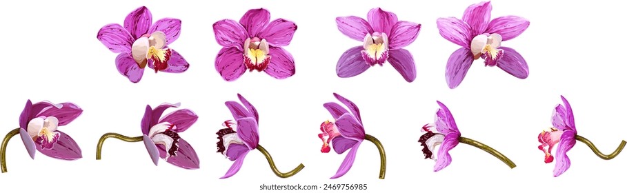 Vector orchid, bright, colorful flower. Set of tropical flowers