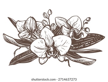 Orquídea Vector. Composición de flores, hojas y brotes de falaenopsis. Dibujo a tinta negra imitando el grabado. Dibujo de línea de una flor exótica. Ramo de plantas tropicales.