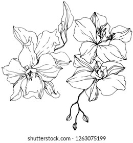 Vector Orchid. Floral botanical flower. Black and white engraved ink art. Isolated orchid illustration element on white background.