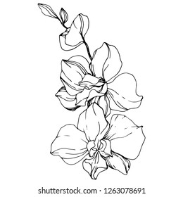 Vector Orchid. Floral botanical flower. Black and white engraved ink art. Isolated orchid illustration element on white background.