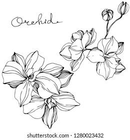 Vector Orchid floral botanical flower. Wild spring leaf wildflower isolated. Black and white engraved ink art. Isolated orchid illustration element.