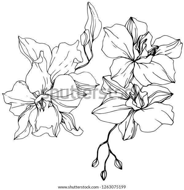ベクターオーキッド 花の植物の花 白黒の彫刻インクアート 白い背景にオーキッドのイラストエレメント のベクター画像素材 ロイヤリティフリー