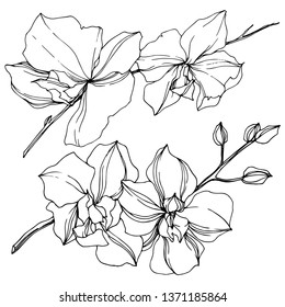 Vector Orchid floral botanical flowers. Wild spring leaf wildflower isolated. Black and white engraved ink art. Isolated orcids illustration element on white background.