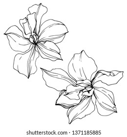 Vector Orchid floral botanical flowers. Wild spring leaf wildflower isolated. Black and white engraved ink art. Isolated orcids illustration element on white background.