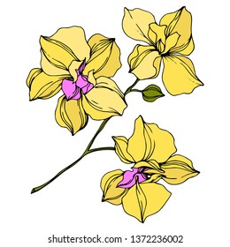 Vector Orchid floral botanical flowers. Wild spring leaf wildflower isolated. Yellow and green engraved ink art. Isolated orcids illustration element on white background.