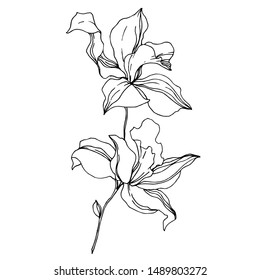 Vector Orchid Floral Botanical Flowers. Wild Spring Leaf Wildflower Isolated. Black And White Engraved Ink Art. Isolated Orchids Illustration Element On White Background.