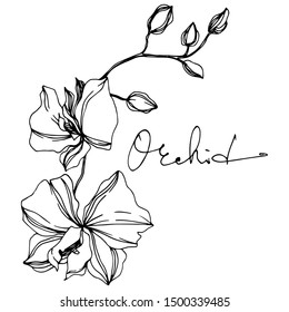 Vector Orchid floral botanical flowers. Wild spring leaf wildflower isolated. Black and white engraved ink art. Isolated orchids illustration element on white background.