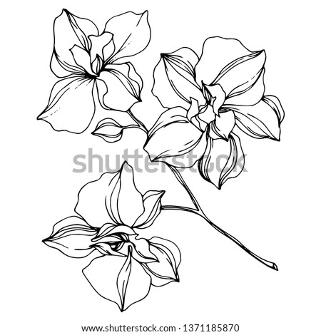 Vector Orchid floral botanical flowers. Wild spring leaf wildflower isolated. Black and white engraved ink art. Isolated orcids illustration element on white background.