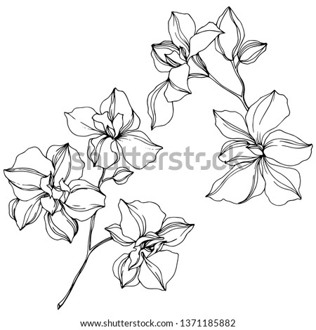 Vector Orchid floral botanical flowers. Wild spring leaf wildflower isolated. Black and white engraved ink art. Isolated orcids illustration element on white background.