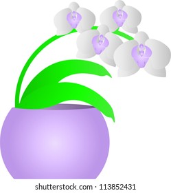 Vector Orchid flower