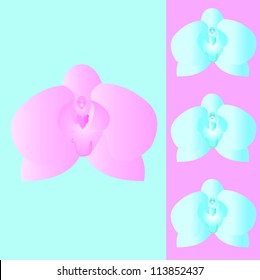 Vector Orchid flower