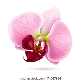 vector orchid flower