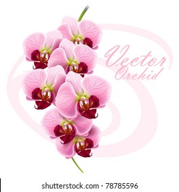 vector orchid flower branch greeting card background