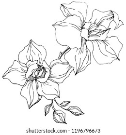 Vector orchid flower. Floral botanical flower. Isolated illustration element. Aquarelle wildflower for background, texture, wrapper pattern, frame or border.