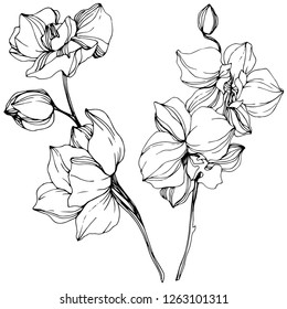Vector. Orchid flower. Floral botanical flower. Wild spring leaf wildflower isolated. Black and white engraved ink art. Isolated orchid illustration element on white background.