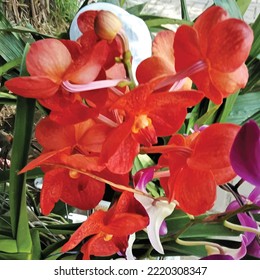 vector orchid flower illustration template