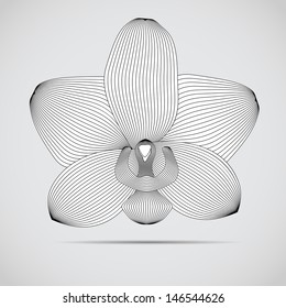 Vector orchid flower. Illustration for your design.