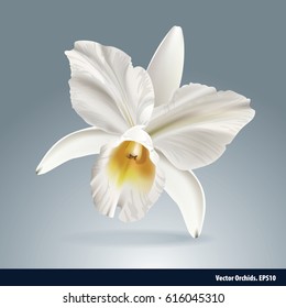 Vector Of Orchid Flower, Isolated Background.