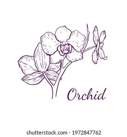 Vector Orchid Flower For Logo In Outline Style, Isolated On White Background