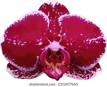 vector orchid flower on white background