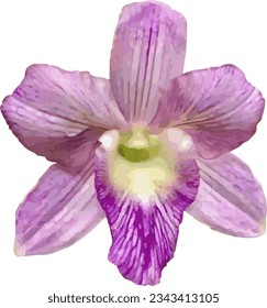 vector orchid flower on white violet isolated on white background