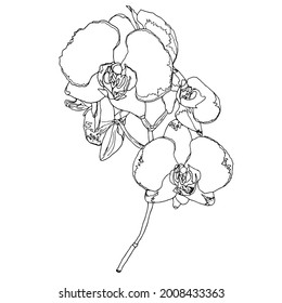 Flores de orquídeas vectoras, blancas y negras. Ilustración botánica dibujada a mano, aislada en fondo blanco