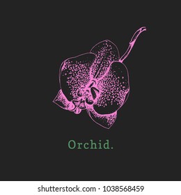 Vector orchid illustration on black background. Hand drawn tropical flower. Poster with exotic plant.