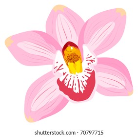 The vector orchid is isolated on a white background