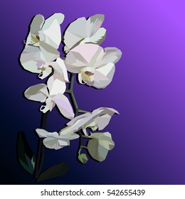 A vector orchid on the purple background