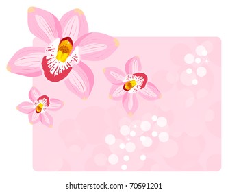 The vector orchids on a pink background