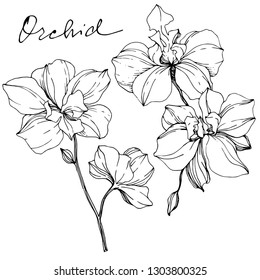 Vector Orcid floral botanical flower. Wild spring leaf wildflower isolated. Black and white engraved ink art. Isolated orchid illustration element.