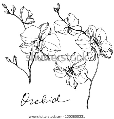 Vector Orcid floral botanical flower. Wild spring leaf wildflower isolated. Black and white engraved ink art. Isolated orchid illustration element.