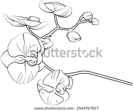 Vector Orcid flower drawing, easy Orcid flower drawing, painting Orcid coloring drawing, flower coloring pages, Orcid floral of the diagram, hand drawing flower coloring pages