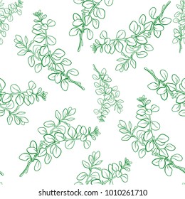 Vector oregano branch with leaf seamless pattern.  Hand drawn herbal spice. Engraving illustration for ads.