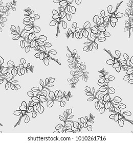 Vector oregano marjoram branch with leaf seamless pattern.  Hand drawn herbal spice. Engraving illustration for ads.