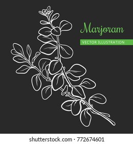 Vector oregano marjoram branch with leaf. Hand drawn herbal spice. Isolated illustration icon for ads.