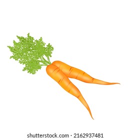 Vector organic carrot with white background.