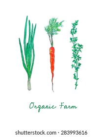 Vector organic farm card with hand painted watercolor carrot, green onion and thyme. Beautiful vegetable illustration, perfect for any business related to the food industry.