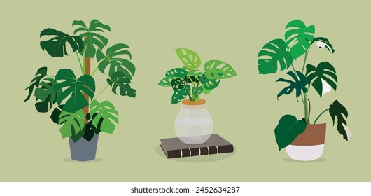 vector organic flat monstera houseplant collection