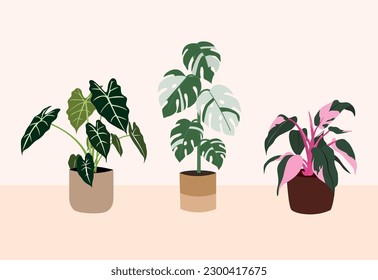 vector organic flat rare variegated houseplant collection