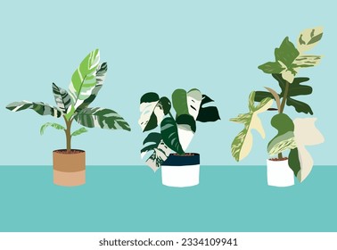 vector organic flat rare variegated houseplant collection