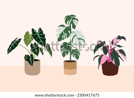 vector organic flat rare variegated houseplant collection