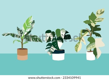 vector organic flat rare variegated houseplant collection