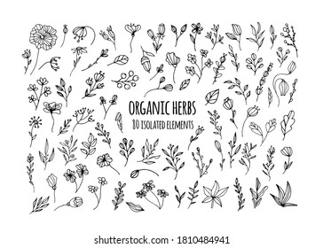 Vector organic herbs. Set with herbs, flowers, Ayurvedic plants, twigs. Design of logos, fabrics, dishes, and clothing. Minimalistic elements for the design of greeting cards, invitations.Organic herb